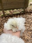4+ Frizzles, Showgirl Silkie Hatching  Eggs — photo 10