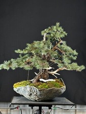 Colorado Blue Spruce Yamadori Bonsai