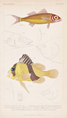 Fisch deep-water red snapper barred soapfish Fische Lithographie Cuvier 1835