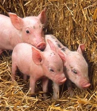 Pig Raising Pork Hog Swine Boar CD Farm Hunting 30 Books Farming Homestead