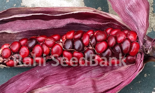 Mandan Bride Corn - One of the Finest Ornamental Corns Around!!! - Picture 1 of 4
