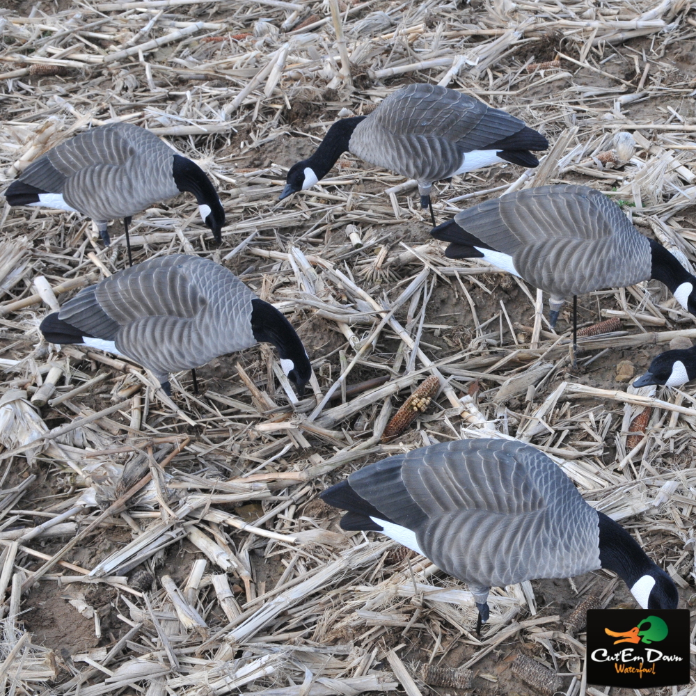 AVERY OUTDOORS GHG TIM NEWBOLD LESSER CANADAS HARVESTER PACK DOZEN