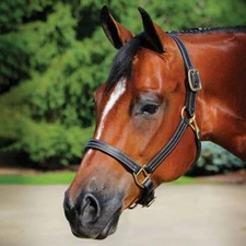 Billy Royal Belmont Leather Halter for Horses | Fully Adjustable | Various Sizes