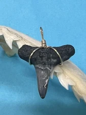 SHARK TOOTH PENDANT…7/8 Inch Fossilized LEMON Shark Tooth from Venice Florida 