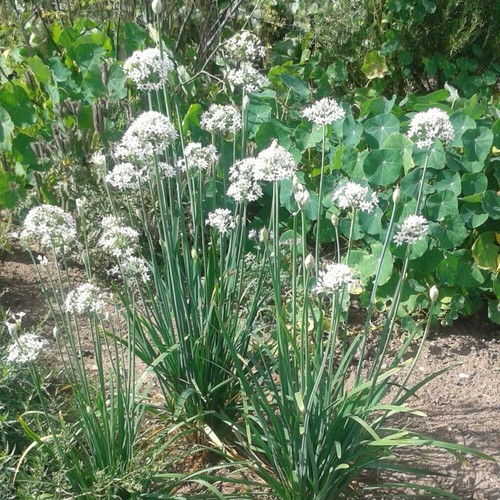 Herb Garlic Chives Hardy Perennial 100 seeds Packet T&M 5057554116386