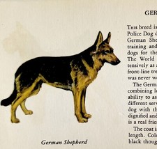 German Shepherd 1939 Dog Breed Art Ole Larsen Color Plate Print Antique PCBG18
