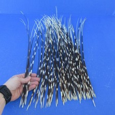 100 piece lot of South African Porcupine Quills 14 to 19 inches 51947