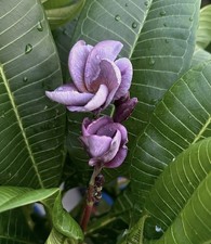 Hooyah (Thai 2026) 1 Tip Plumeria Cutting