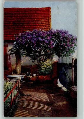 10133736 - Lilac Tree in Front of the House - Photochromy 1925