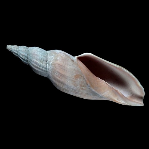 Volutoidea-0050 Fulgoraria kaneko AGED LARGE 185mmRARE FROM TAIWAN