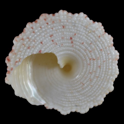TROCHUS MACULATUS Rosa (Isla Nocnocan, Filipinas) 20,5mm #34339 - Imagen 4 de 4