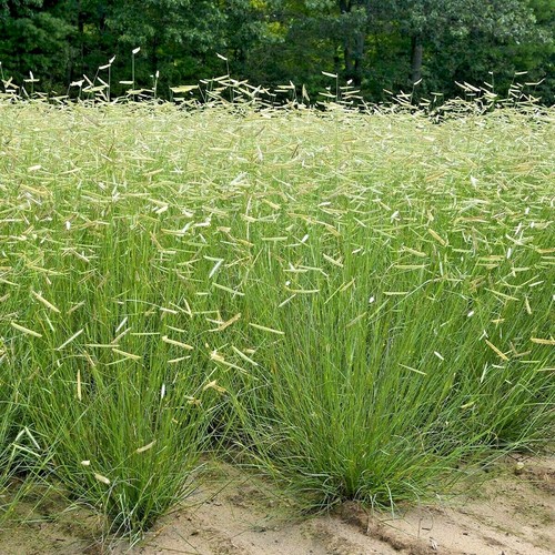 1000+BLUE GRAMA Seeds Native Prairie Grass Drought Poor Soils Low Maintenace - Picture 6 of 10