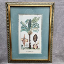 Framed Botanical Print 15x21 Theodore Descourtilz Pinx Exotic Palm Palmier Sagou