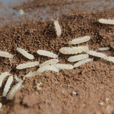2500 Temperate White Springtails 8oz Clay Culture Live Arrival Guarantee