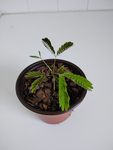 Mimosa Tree, 4" Pot.