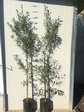 Pianta di ulivo Cipressino piante di ulivo foto reali H 180cm