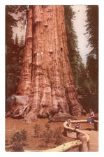 Vintage - Sequoia National Park General Sherman Tree -  Postcard - P16
