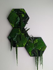 Moosbild Hexagon Set | 3x Wanddeko | Natur | Pflegeleicht | Handgefertigt