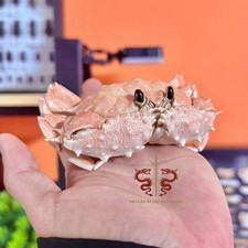 Esemplare di granchio vera Mursia trispinosa, tassidermia di qualità museale, 7 cm/2,8"