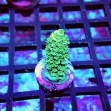 WYSIWYG - Acro Frag Aquaculture