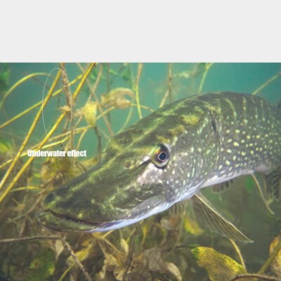 Dorisea Extreme Braid 100m~2000m Pe Black&Green Spot Line Braided Fishing Line - Foto 8