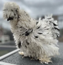 ‼️Silkie/Satin Hatching Eggs Lauren Taylor & Sheri Minker Lines!‼️