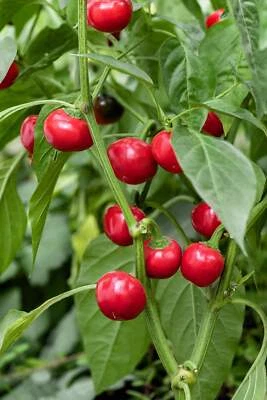 SEEDVILLE USA 100 Red CHERRY HOTS Pepper (Finger Hots, Hot Cherry Pepper, Hot Chili Pepper, Ch