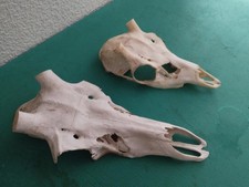 2 CRÂNE MASSACRE NATUREL POUR POSE BOIS TAXIDERMIE CHASSE