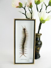 huge cendipede - scolopendra morsitans - giant centipede centipede