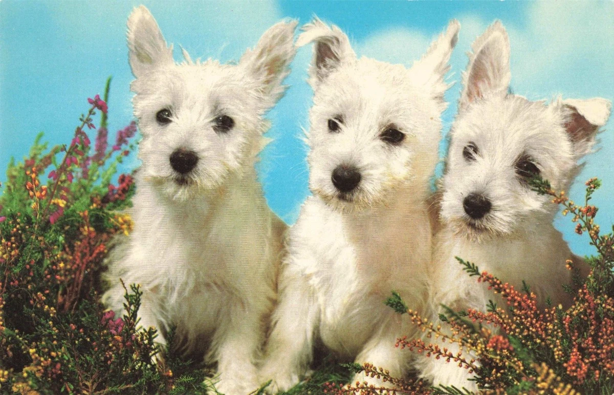 West highland 2024 terrier for sale