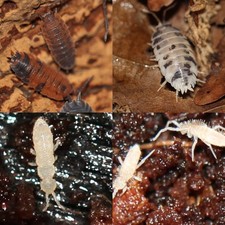 25 Lava  25 Dairy Cow - 50 Isopods  Large Springtail Culture