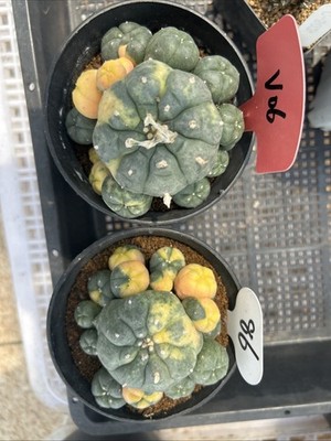 2pc cactus Succulent Multiple heads Plant Variegated seedgrowth WYSIWYG