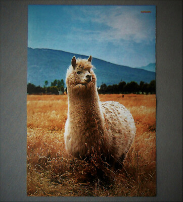 Alpaka - A3 Tierromantik-Poster (42 x 28 cm) - Pako Tierposter #