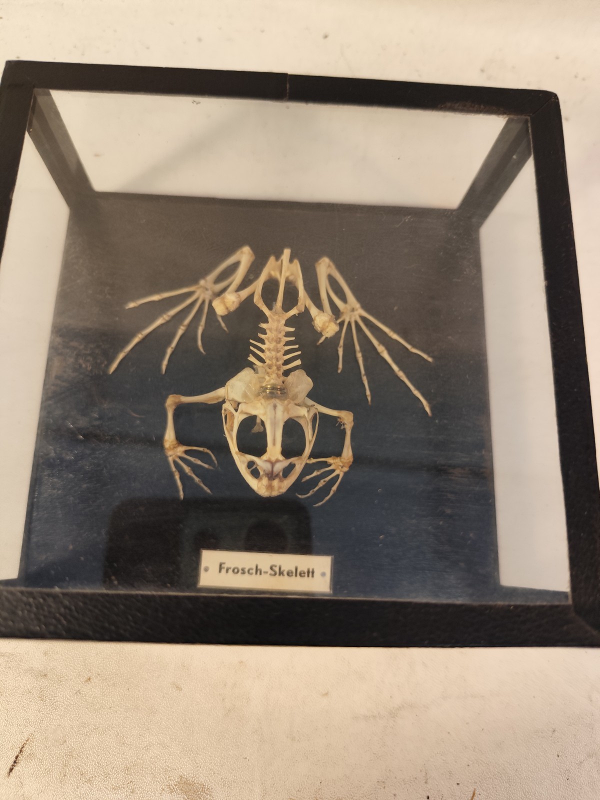 Skelett Frosch um 1960 Fundus TU Freiberg Anatomie Schulmodell Biologie