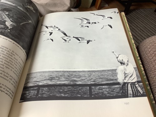 Birds in Our Lives, Alfred Stefferud, ed., Arco Publ., 1971 2nd printing - Imagen 11 de 15