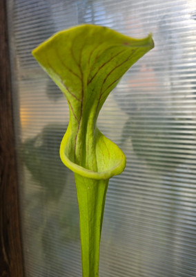 Sarracenia 'Doreen's Colossus' Carnivorous Pitcher Plant