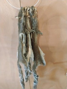 Squirrel Pelts Recently Tanned Fur Hides for Crafts, Cabins