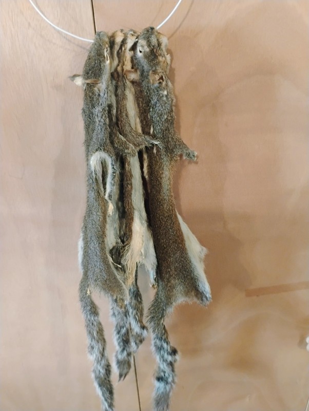 Squirrel Pelts Recently Tanned Fur Hides for Crafts, Cabins