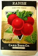 Vintage Seed Packet Early Red Radish Card Seed Co. Fredonia, NY NOS A3