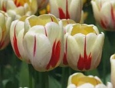 Prechilled - WORLD EXPRESSION Single Late Tulip Bulbs - 12+