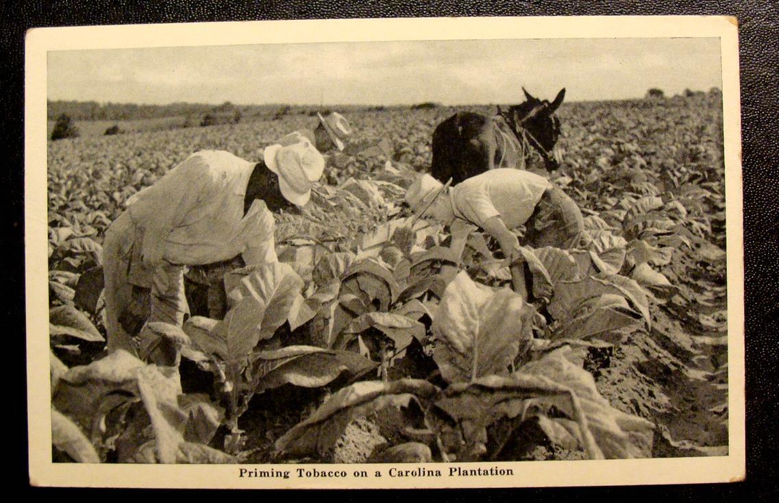 1930'S BLACK AMERICAN POSTCARD-PRIMING TOBACCO ON A CAROLINA PLANTATION