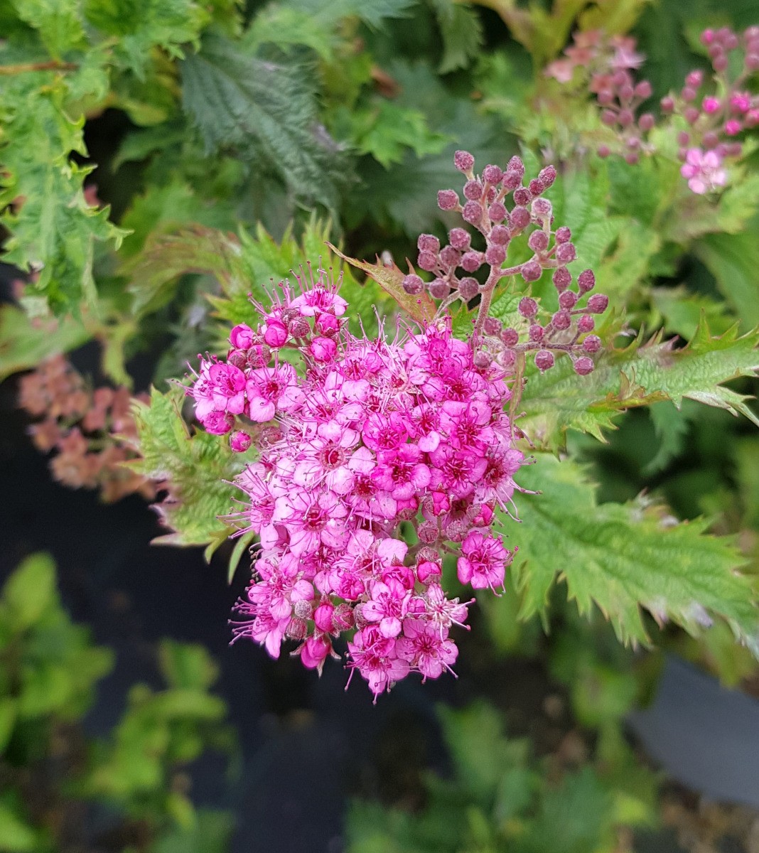 Spirée japonaise crispée 'Crispa' en conteneur de 3 à 4 litres pour jardin