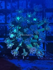 CE- WYSIWYG Jazzy Belle Rainbow Goni Frag - Live Coral Frag LPS SPS #RZB10