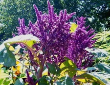 Tall Purple w/ Green Leaves Amaranth 50 Seeds Heirloom Comb. S/H SEE OUR STORE