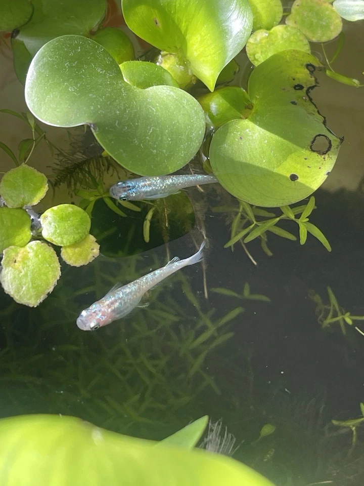 10+2 Medaka  Variety Pack.US bred High Quality Japanese Rice Fish - Image 4 of 4