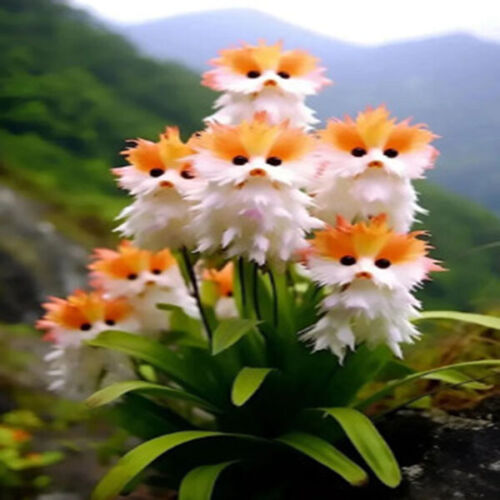 100Pcs Seeds Cute Cat Face Orchid seed Bonsai Plants Flowers For Garden Decor - Picture 9 of 16