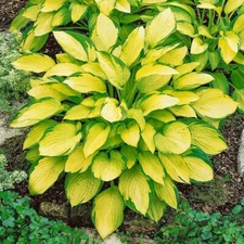1 GOLD STANDARD HOSTA BareRoot Perennial Plant * Ideal for Mass Fall Plantings