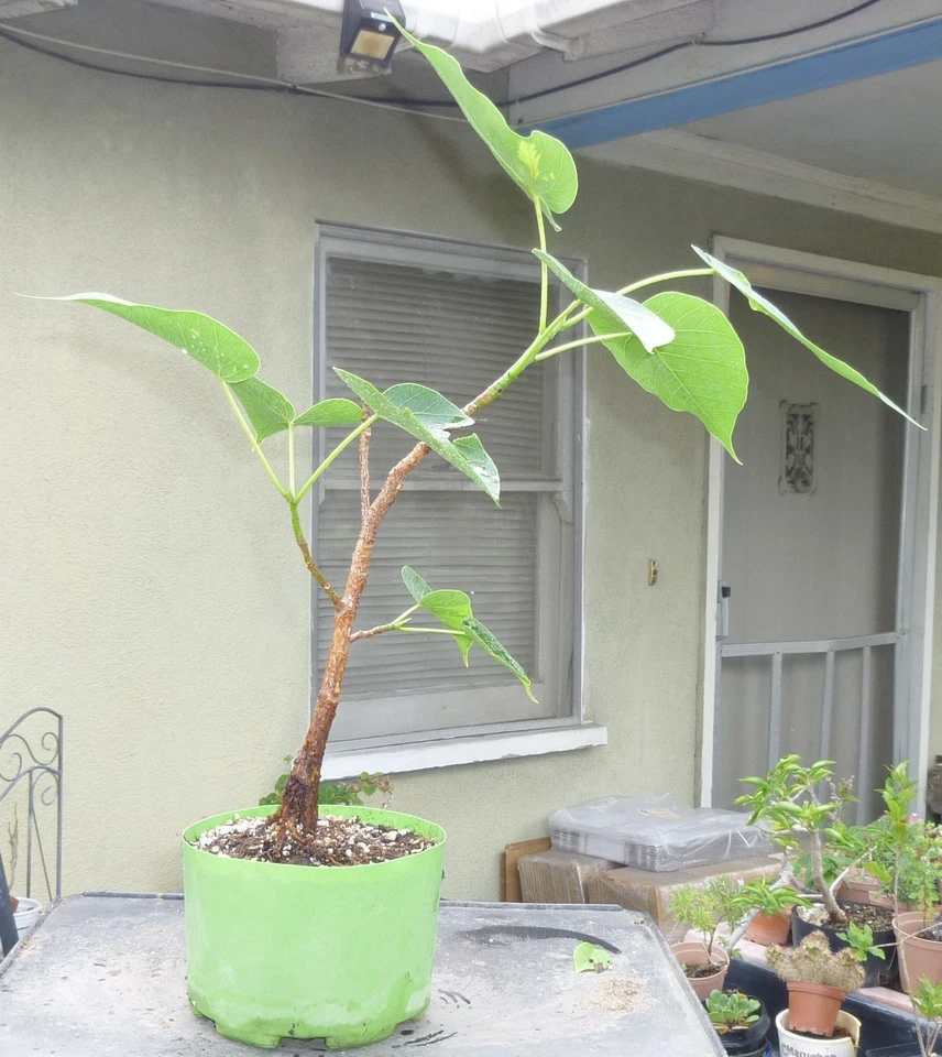 Sacred Fig Bodhi Tree Ficus Religiosa Pre Bonsai Dwarf Big Fat Trunk - Image 3 of 4