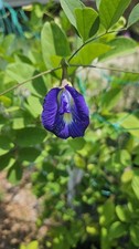 20 Butterfly Pea Seeds Clitoria Ternatea  | Aparajita | Telang