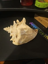 Big Natural Ocean Pink Conch Seashell Décor (approximate 7 “x 8" x 5.5")